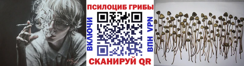 Псилоцибиновые грибы Psilocybine cubensis  Иваново 